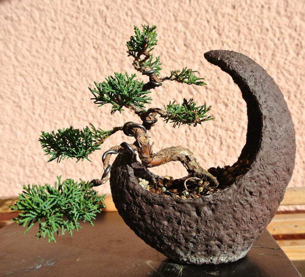 drzewko bonsai